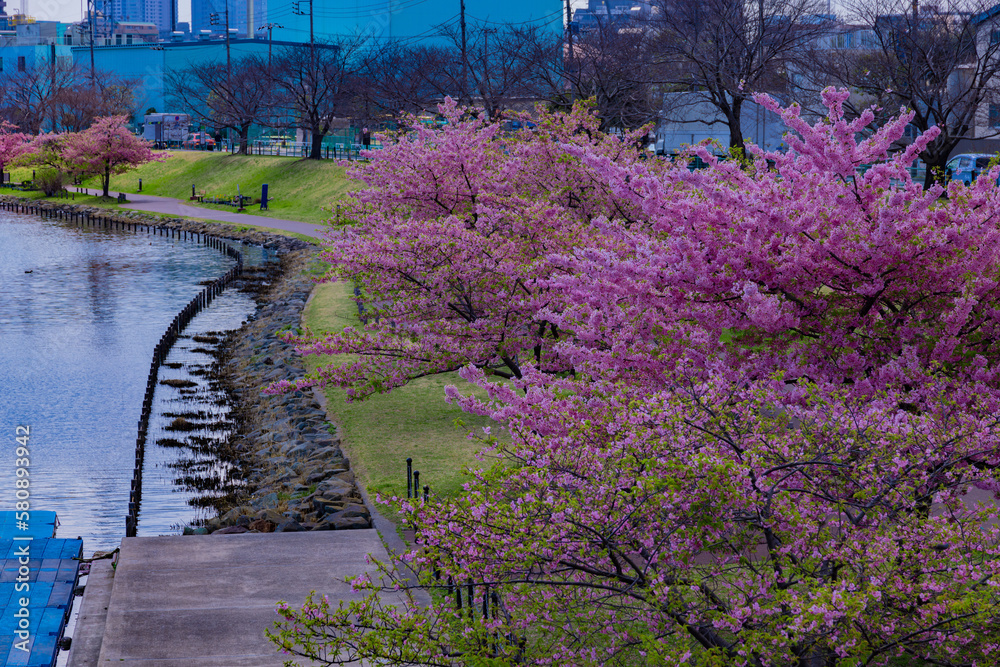 Kawazu cherry blossoms in full bloom at the park wide shot Kawazu cherry blossoms in full bloom at the park wide shot