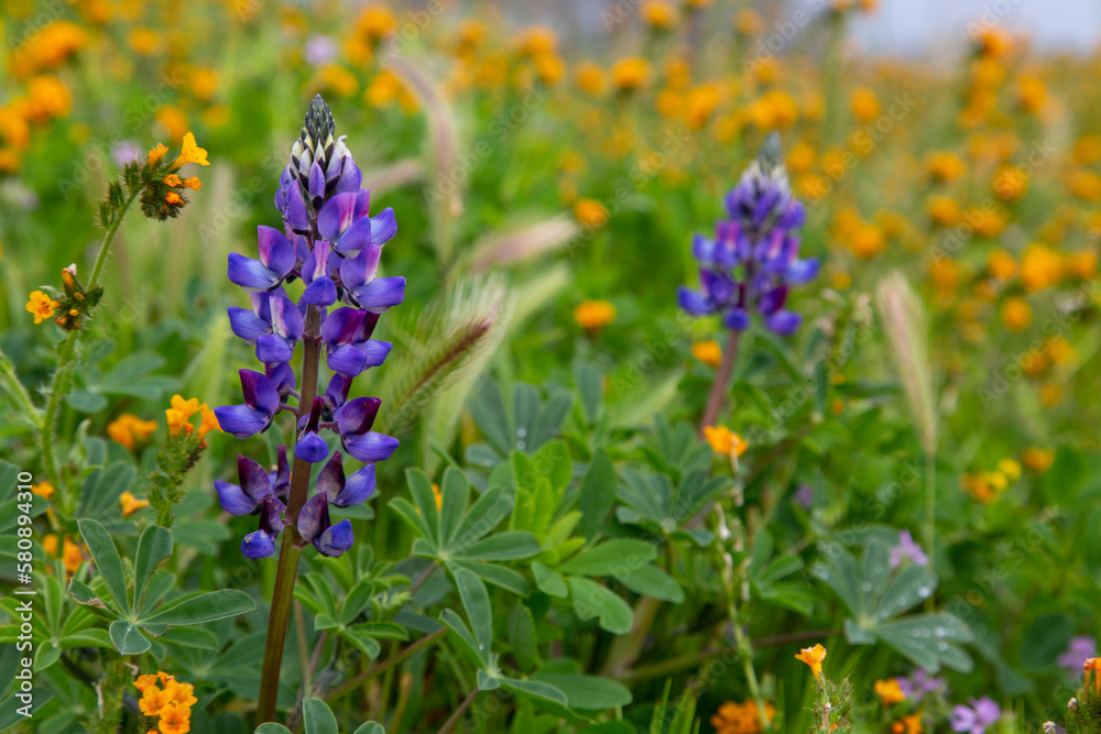 Purple Sky Lupine Bokeh in Vibrant Meadow with Spring Wild Flowers Blooming Purple Sky Lupine Bokeh in Vibrant Meadow with Spring Wild Flowers Blooming