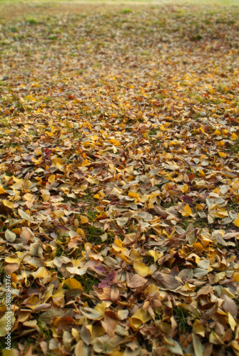 秋の落葉