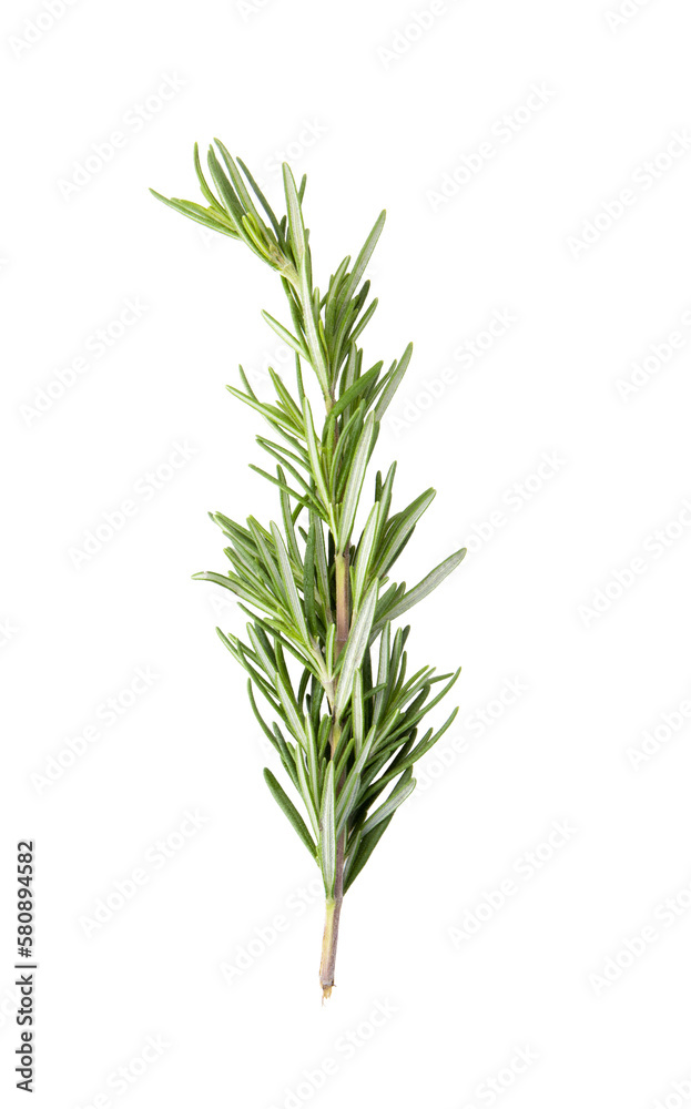 Fototapeta premium fresh rosemary isolated on transparent png