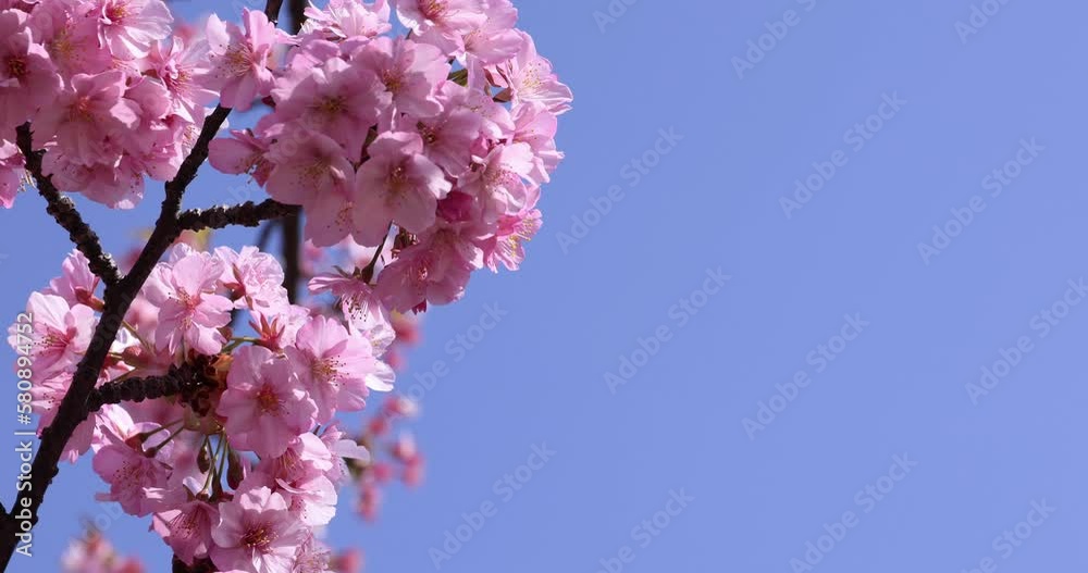 Kawazu cherry blossoms in full bloom at the park closeup Kawazu cherry blossoms in full bloom at the park closeup