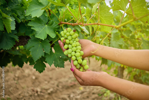 Experiencing the Tradition: Woman's Hands in Tarija Vineyard Picking Grapes photo