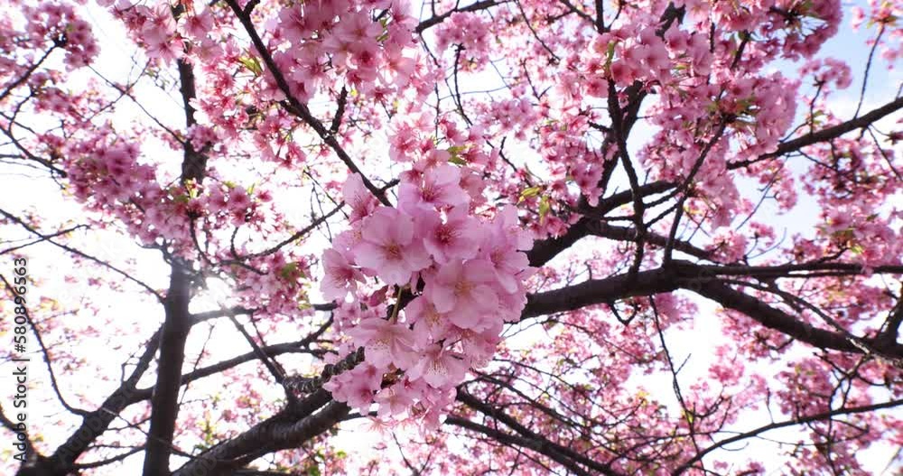 Kawazu cherry blossoms in full bloom at the park close up handheld