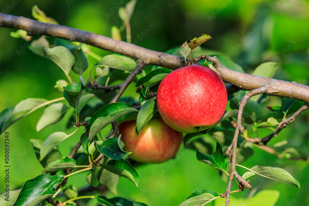 Fresh apples grow on the tree in the orchard Fresh apples grow on the tree in the orchard