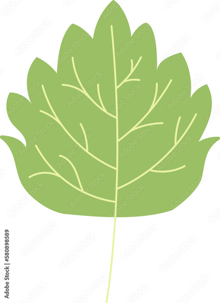 Green Leaf Isolated Green Leaf Isolated