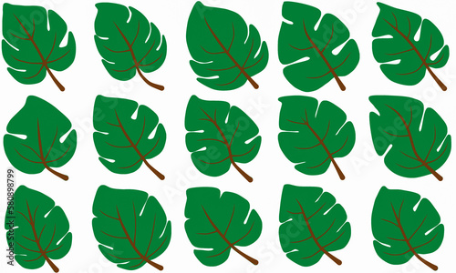 Set of  green monstera leaf elements vector on white background for decorating wallpaper, artworks ,presentations