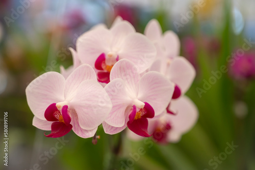 Close-up of Phalaenopsis orchids  sepals  and petals are light pink and white with a pattern and lips are red-purple. Fragrant. The flower orchids bloom in natural soft light in the garden.