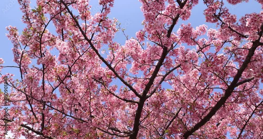 Kawazu cherry blossoms in full bloom at the park handheld Kawazu cherry blossoms in full bloom at the park handheld