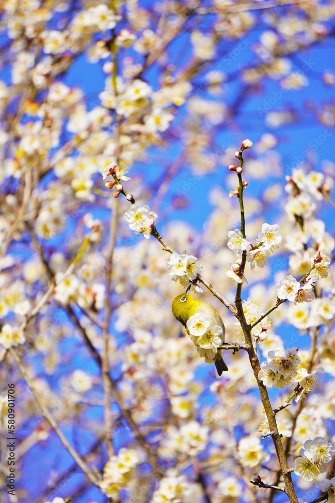 青空を背景に満開の白梅の花の中での枝にとまって花を見つめる緑色の小鳥、メジロ