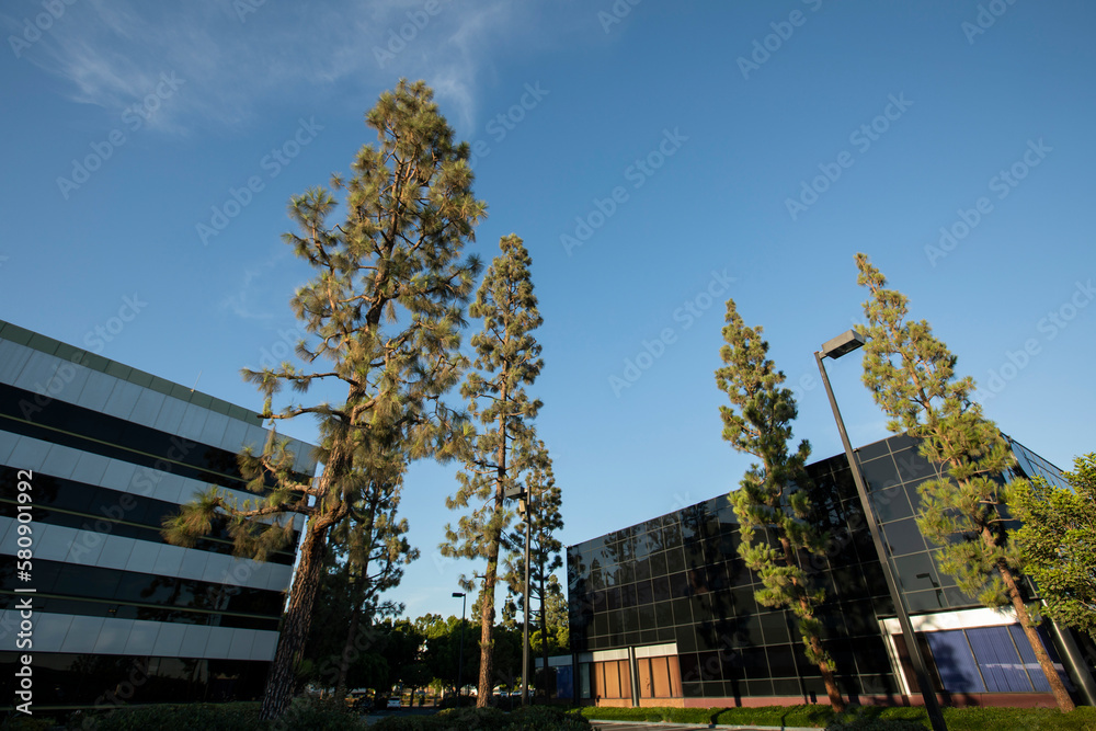 Afternoon tree framed view of the downtown skyline of La Mirada, California, USA. - obrazy, fototapety, plakaty 