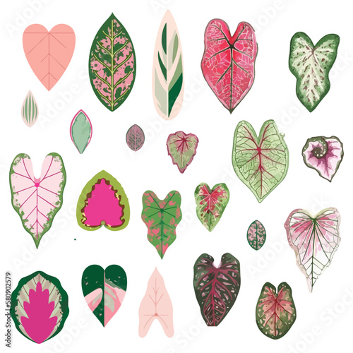 Tropical leaves collection. Vector illustration isolated elements on the white background © Nana