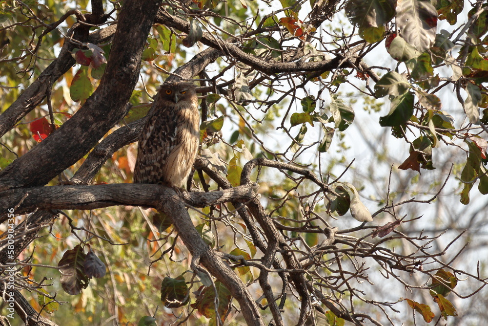 Brown Fish Owl