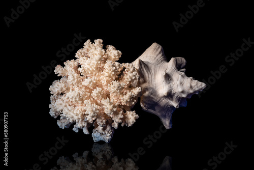 Corals for aquarium decoration and interior design.
