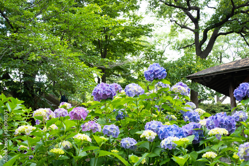 東京の多摩川台公園のアジサイの花
