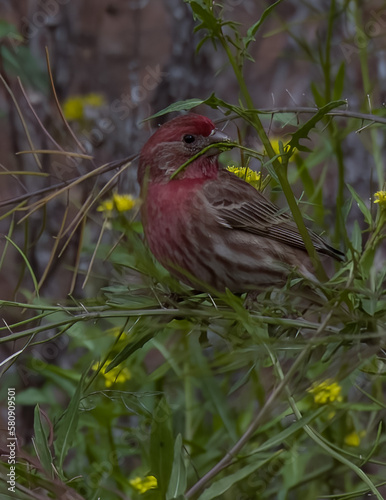 House Finch in a tree