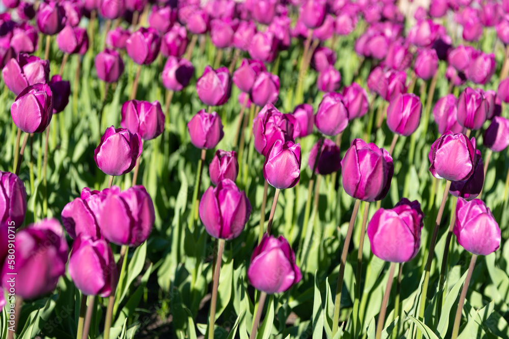 photo of fresh tulip nature flower. tulip flower in spring nature. tulip flower in nature. photo of fresh tulip nature flower. tulip flower in spring nature. tulip flower in nature.