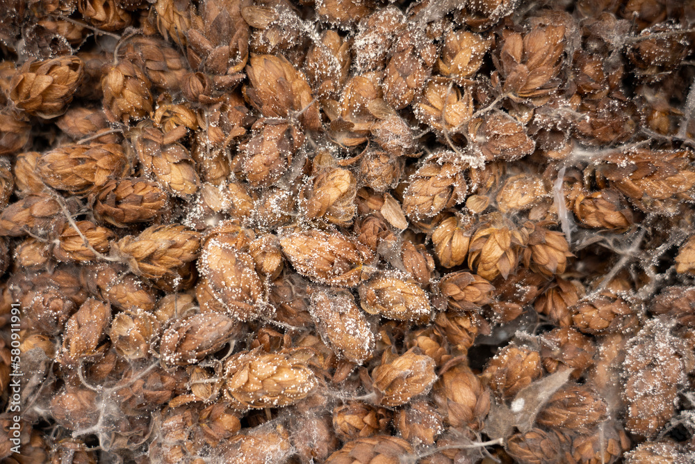 spoiled hops with mold close-up spoiled hops with mold close-up