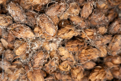 spoiled hops with mold close-up