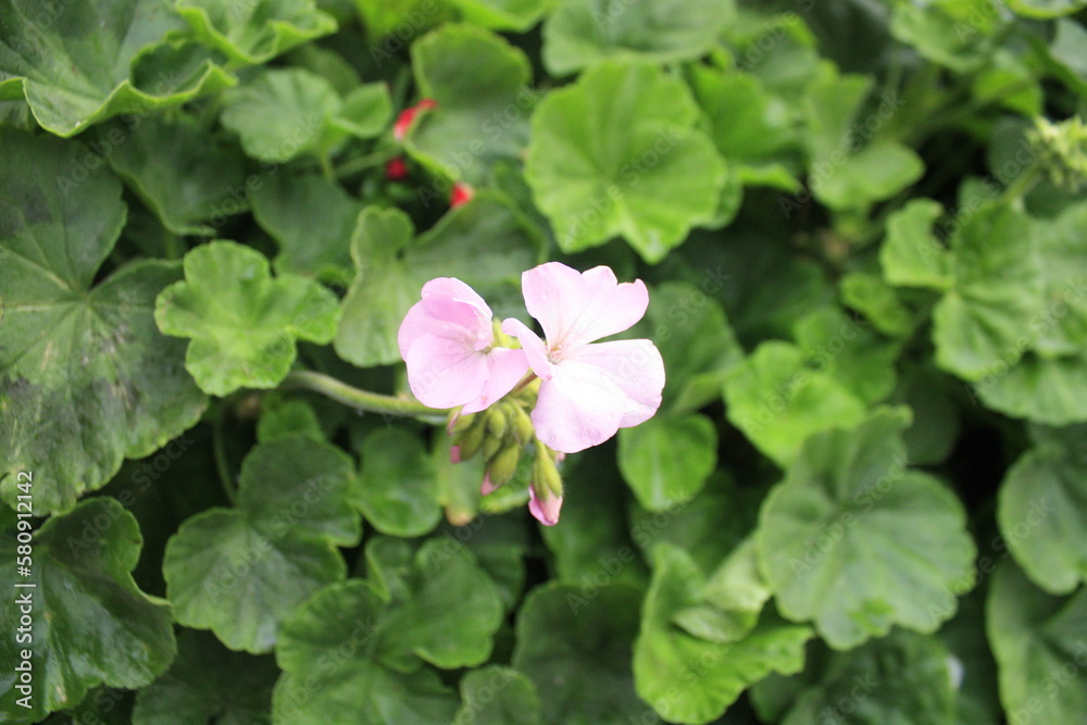 Pelargonium hortorum (Zonal). Pelargonium is genus of flowering plants, perennials, succulents, and shrubs, commonly known as geraniums, pelargoniums, or storksbills. Pelargonium hortorum (Zonal). Pelargonium is genus of flowering plants, perennials, succulents, and shrubs, commonly known as geraniums, pelargoniums, or storksbills.