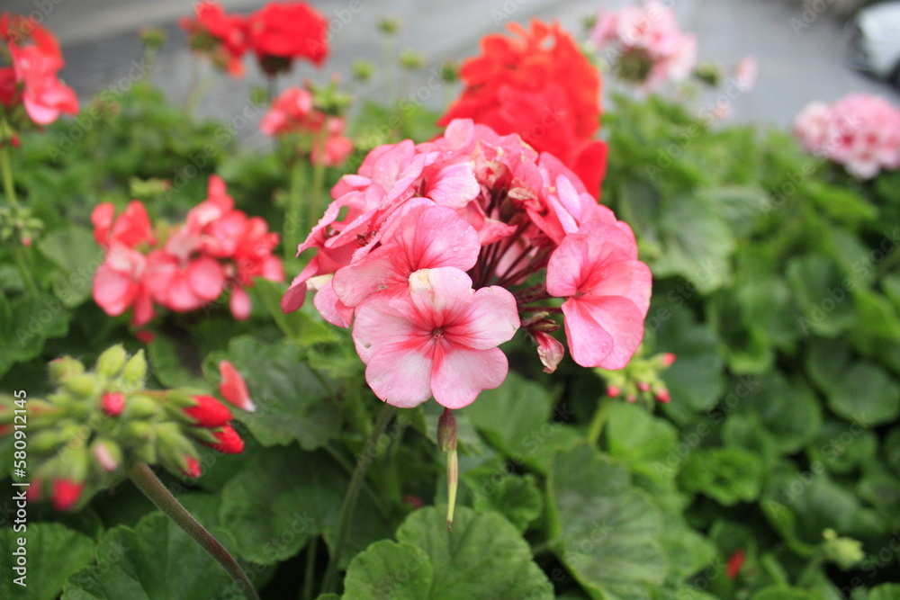 Pelargonium hortorum (Zonal). Pelargonium is genus of flowering plants, perennials, succulents, and shrubs, commonly known as geraniums, pelargoniums, or storksbills. Pelargonium hortorum (Zonal). Pelargonium is genus of flowering plants, perennials, succulents, and shrubs, commonly known as geraniums, pelargoniums, or storksbills.