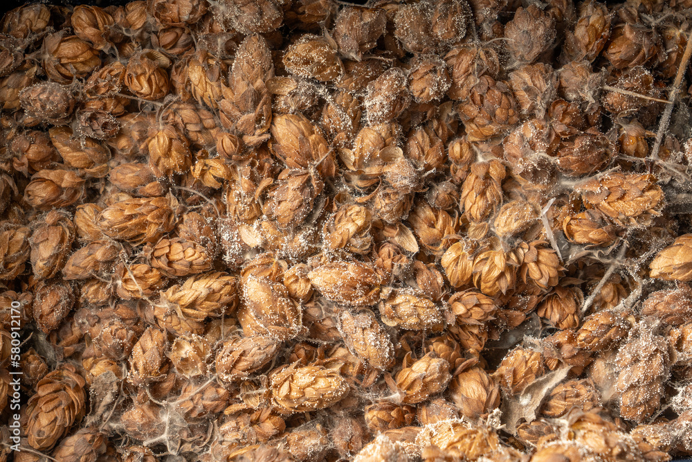 spoiled hops with mold close-up spoiled hops with mold close-up