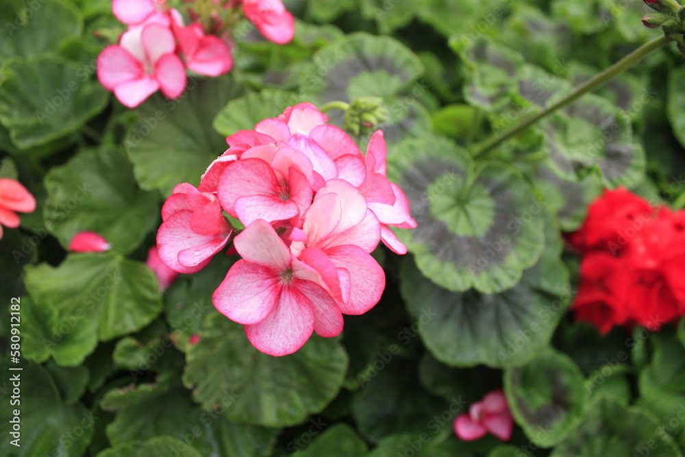 Pelargonium hortorum (Zonal). Pelargonium is genus of flowering plants, perennials, succulents, and shrubs, commonly known as geraniums, pelargoniums, or storksbills. Pelargonium hortorum (Zonal). Pelargonium is genus of flowering plants, perennials, succulents, and shrubs, commonly known as geraniums, pelargoniums, or storksbills.