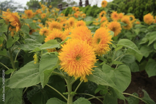 A vertical shot of sunflower dwarf sungold (helianthus annuus)