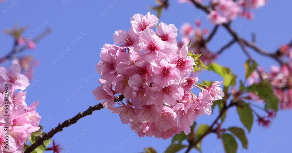 Kawazu cherry blossoms in full bloom at the park closeup Kawazu cherry blossoms in full bloom at the park closeup