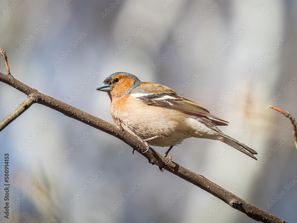 Common chaffinch, Fringilla coelebs, sits on a tree. Common chaffinch in wildlife. Common chaffinch, Fringilla coelebs, sits on a tree. Common chaffinch in wildlife.