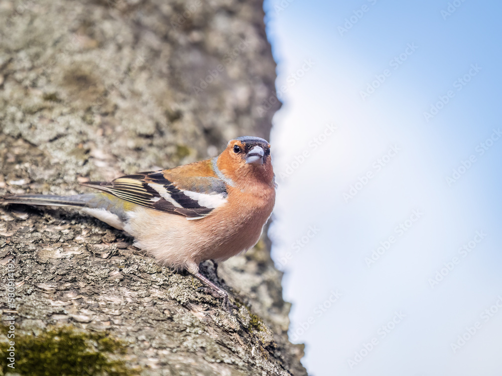 Naklejka premium Common chaffinch, Fringilla coelebs, sits on a tree. Common chaffinch in wildlife.