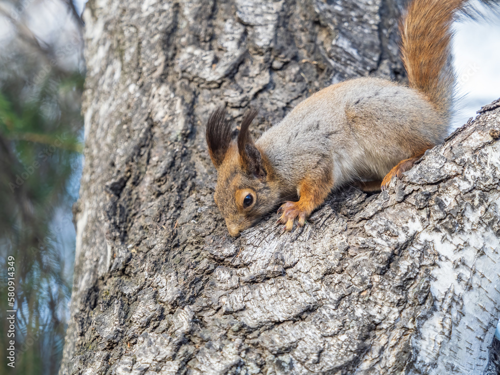 The squirrel with nut sits on a branches in the spring or summer. The squirrel with nut sits on a branches in the spring or summer.