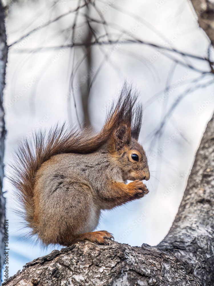Fototapeta premium The squirrel with nut sits on a branches in the spring or summer.