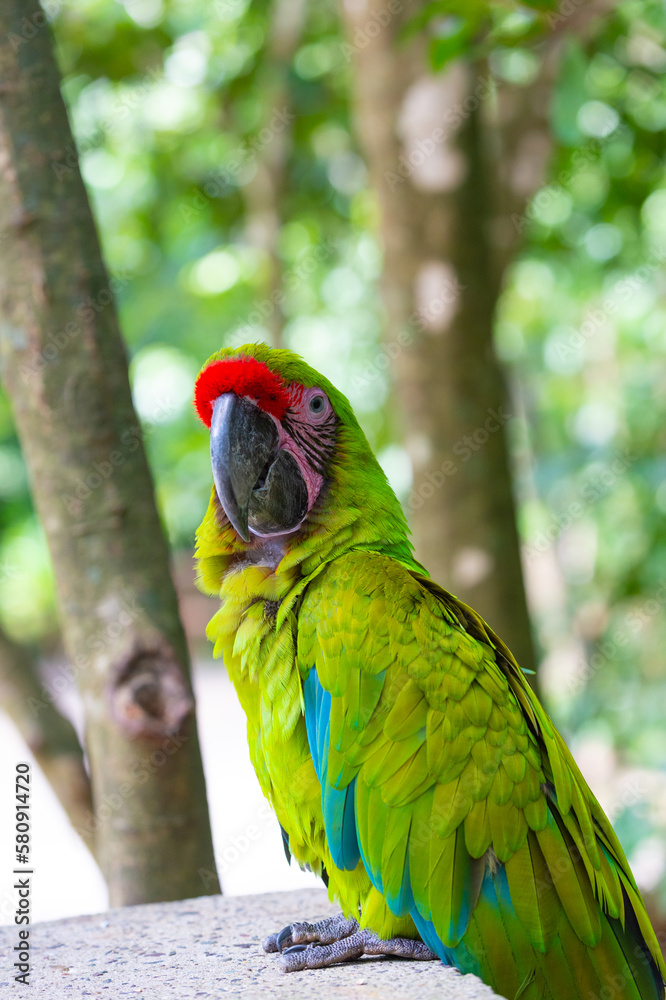 green color ara macaw parrot bird. ara macaw parrot outdor. ara macaw parrot outside.