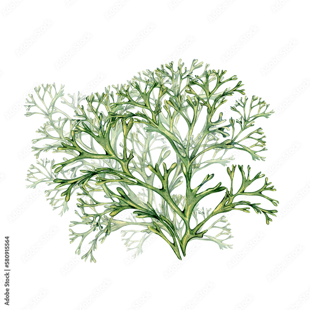 Green sea plant watercolor illustration isolated on white background. Codium single, helpful seaweed, green coral hand drawn. Design element for package, label, advertising, wrapping, marine 