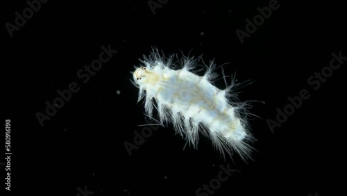 Juvenile stage worm of family Amphinomidae under a microscope, order Amphinomida. Red sea photo