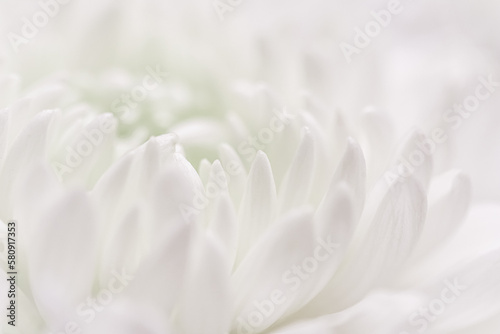 Abstract floral background, white chrysanthemum flower petals. Soft focus © OLAYOLA