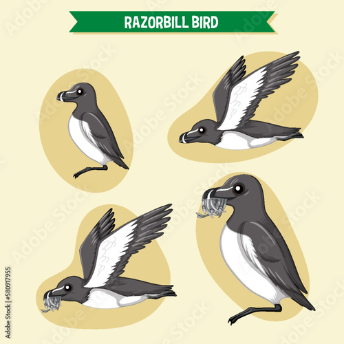 Razorbill birds cartoon character in different poses