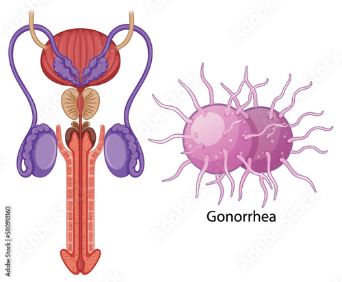 Inside the male reproductive system