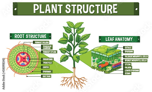 Internal structure of plant diagram