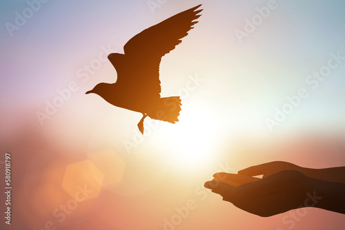 silhouette of seagull flying out of two hand and freedom concept and international day of peace 2016