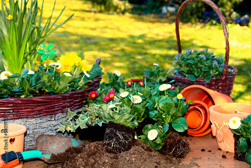 blumen in töpfe und körbe einpflanzen photo