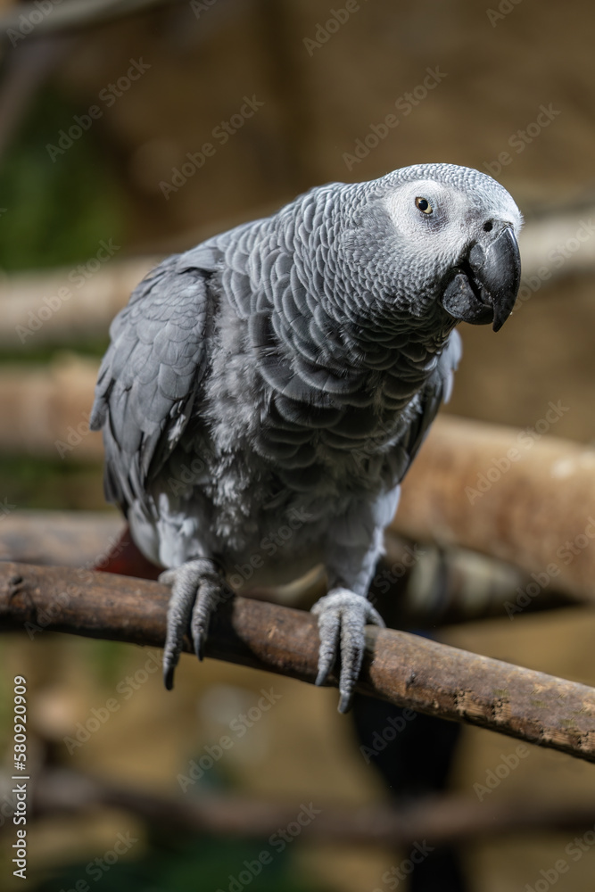 Fototapeta premium Grey parrot - captive breeding in zoos.