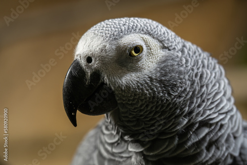 Grey parrot - captive breeding in zoos.
