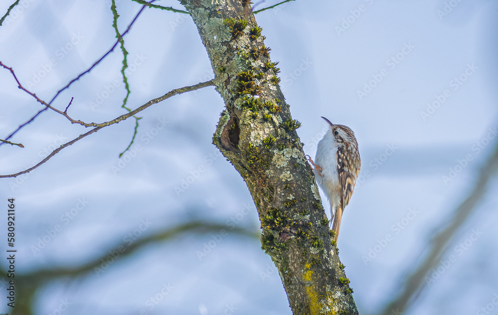 Eurasian treecreeper - Certhia familiaris. Bird on a tree trunk Eurasian treecreeper - Certhia familiaris. Bird on a tree trunk