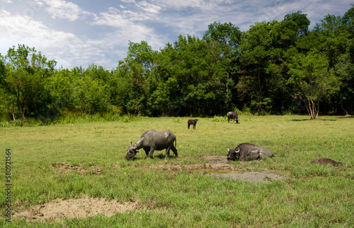 Water buffaloes graze in the meadow © daphnusia