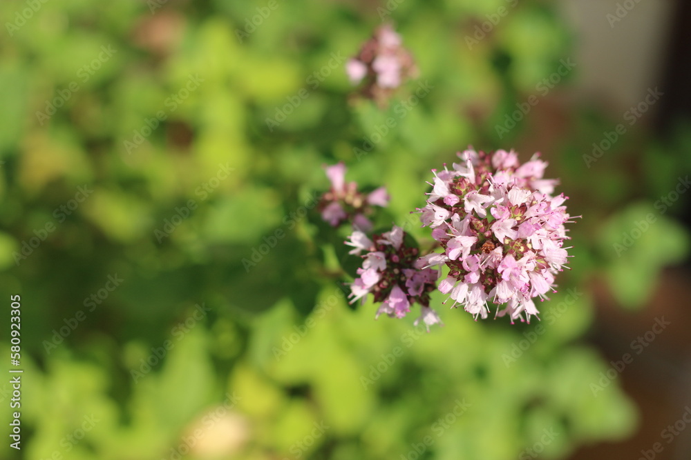 Lebiodka pospolita Origanum vulgare oregano Lebiodka pospolita Origanum vulgare oregano