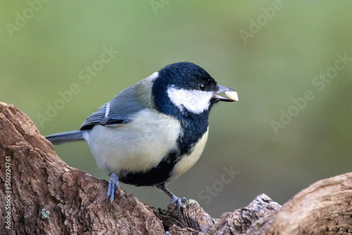 Kohlmeise (Parus major)