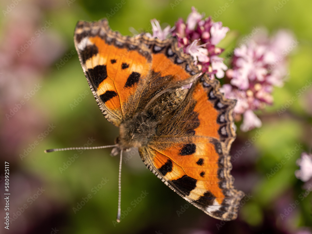 Der Schmetterling Kleiner Fuchs auf einer Blume Der Schmetterling Kleiner Fuchs auf einer Blume