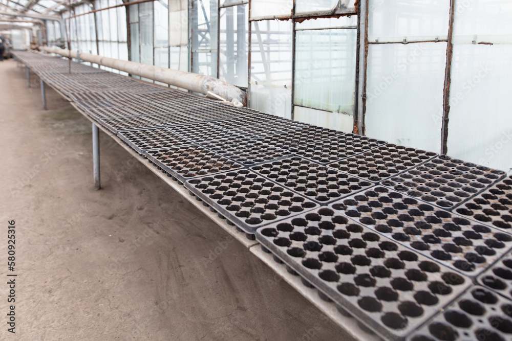 Fototapeta premium Empty molds for seedlings inside the greenhouse.