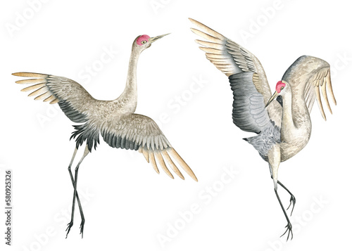 A pair of flying crane birds. inspired by Japan crane bird flying and Dancing. Watercolor illustration. Beautiful cute hand drawn painting for decoration, postcards. Asian culture
